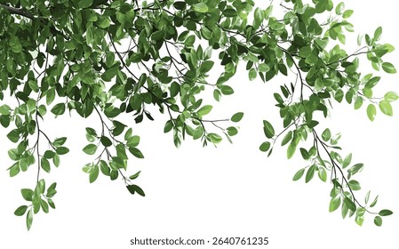 Isolated greenery tree branch composition foliage illustration, nature leaf, fresh green branches, foliage design, vector tree, transparent background, plant clipart