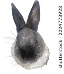 Isolated grey bunny rabbit illustrated vector