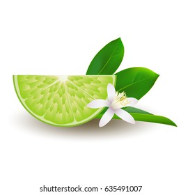 Isolated half of circle juicy green lime with white flower, green leaf and shadow on white background. Realistic colored slice