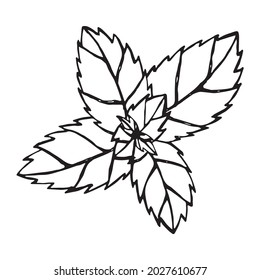 isolated hand drawn black contour bunch leaves mint