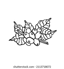 Isolated hand drawn  black and  white illustration of coffee branch with beans. Icon and sign  for cafe or products