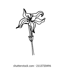 Ilustración aislada a mano de la flor de café en blanco y negro. Icono y signo 