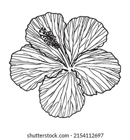 Isolated hand drawn detailed illustration of hibiscus flower