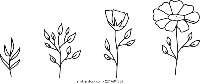 Isolated hand drawn growing flower vector line illustration