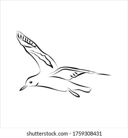 Gaviota aislada dibujada a mano. Ilustración vectorial en blanco y negro. Esbozo.