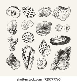 Isolated hand drawn illustrations of seashells