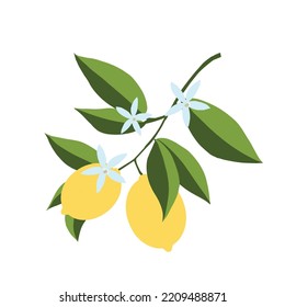 Einzige handgezeichnete Zitronenzweig-Illustration. Blumendruck. Skizze Exotische tropische Zitrusfrüchte, Zitronen mit Blättern und Blumen. Vectorcartoon minimalistischer Stil. Doodle-Muster
