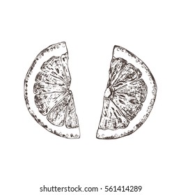 Isolated hand drawn orange slices in sketch style. Vector illustration. 