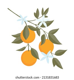 Isolated of hand drawn Oranges branch. Floral print. Sketch Exotic tropical citrus fresh fruit, tangerine with leaves and flowers. Vector cartoon minimalistic style illustration. Doodle pattern