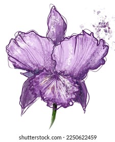 Isolated hand drawn purple cattleya orchid on white background. Illustration. Perfect for wedding invitations, mother's day cards and signs, get well cards