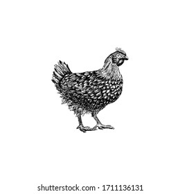 手描きのリアルな鶏 ひよこ 鶏 鳥のベクターイラスト ビンテージ彫刻のスタイル ラベル シール アパレル 背景 菜食主義者 農場 工場 食品産業 家きん キッチン メニュー のベクター画像素材 ロイヤリティ フリー Shutterstock