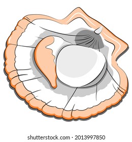 Isolated Hand Drawn Scallop Shellfish Vector illustration in Cartoon Retro style on White Background. Seafood Product Design,  Fishing, Healthy Food
