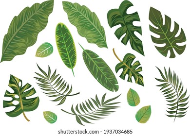 isolated hand drawn tropical leafs elements