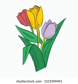 Isolated hand drawn tulip flower in three colors