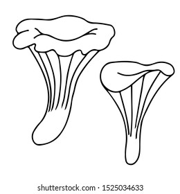 Isolated hand drawn vector  agaric mushrooms icons.  Line sketch chanterelle. 