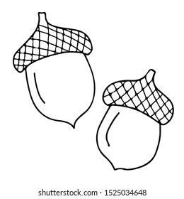 Isolated hand drawn vector autumn  acorns icons. Autunm line sketch illustration. 