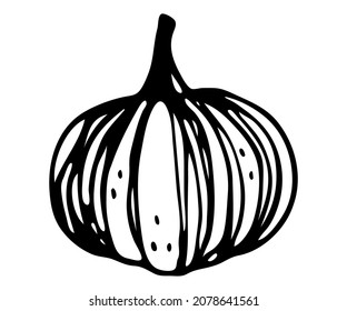 isolated hand drawn vector element in doodle style with cute children illustration of pumpkin. good for print, tattoo, design, packaging, gift wrapping paper and presentation, post cards, invitation