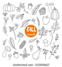 Isolated hand drawn vector florals set.  Autunm line sketch illustration. botanical elements.