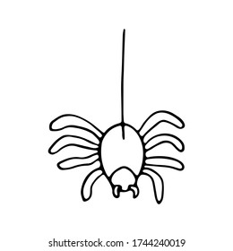 Isolated hand drawn vector illustration of  spider in doodle style. Halloween's element for party, poster, invitation, any design. Danger animal. Black and white.