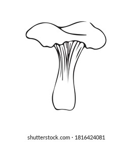 Isolated hand drawn vector illustration of chanterelle mushroom in doodle style. Botanical illustration, element of autumn.