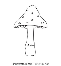 Isolación de la ilustración de vector dibujada a mano de agaric en estilo doodle. Ilustración botánica, elemento del otoño. El taburete venenoso es un peligro para la vida.
