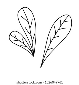 Isolated hand drawn vector leaves icons.  sketch floral element. 
