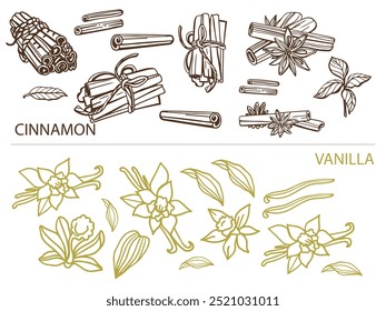 Isolated hand drawn vector set of cinnamon in engraving style. Braun and chocolate colors. Cinnamon sticks and star anise. Style spice and flavor object. Cooking and aromaterapy ingredient.