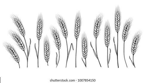 isolated hand drawn wheat ears set on white background