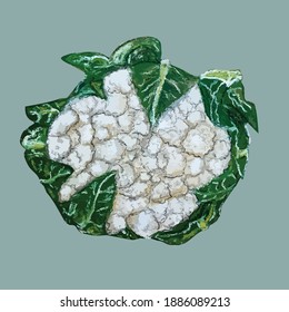 Isolated hand-drawn cauliflower vector illustration