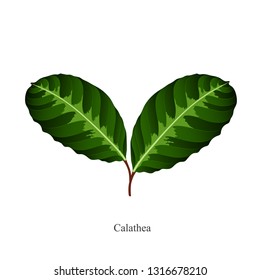 Isolated hand-drawn green leaves calathea