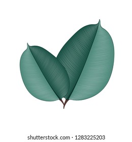 Isolated hand-drawn green leaves ficus