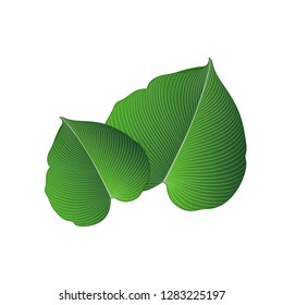 Isolated hand-drawn green leaves philodendron.