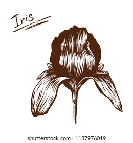 Isolated hand-drawn iris illustration
