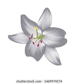 Isolated  hand-drawn lily flower. Vector element for design.