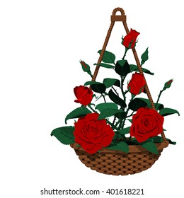 Isolated Hanging Basket Of Many Roses
