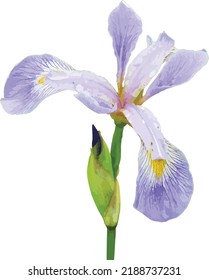 Isolated Harlequin Blueflag (Iris versicolor) North American Wetland Wildflower 