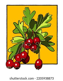 Isolated hawthorn fruit with leaves on yellow background.