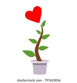 isolated heart flower tree in pot