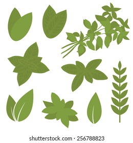 isolated herb leaf, plant illustration, bay, sage, melissa 