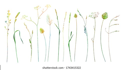 Isolated herbal flower set. Elegant flora, wildflower, herbs, leaf. Vector wild floral illustration in watercolor style. Design elements collection, garden, foliage, branches for greeting card wedding