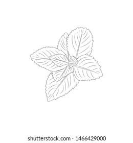 Isolated herbal plant. Mint vector illustration. Hand drawing mint plant.