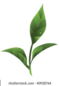 isolated herbal tea