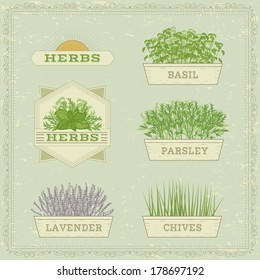 isolated herbs,lavender, chives, parsley, and basil, herbal vintage background