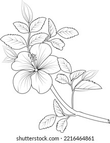 Isolated hibiscus flower hand drawn vector sketch illustration, botanic collection branch of leaf buds natural collection coloring page floral bouquets engraved ink art.