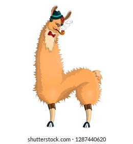 Isolated hipster Lama in blue hat with pipe on white background