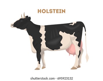 Isolated holstein cattle on white background. Farm animal.