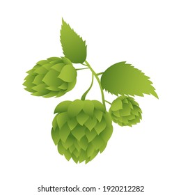 Isolated hops with leaf on white background. Vector illustration design.