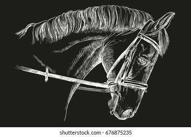 Isolated horse head with bridle in white color vector hand drawing illustration on black background