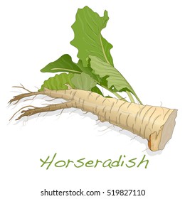 Isolated horseradish root vector on the white background