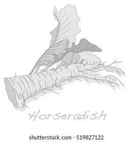 Isolated horseradish root vector on the white background